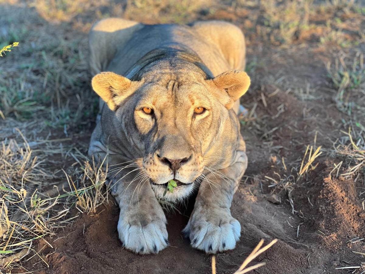 Simba Safaris African Pride Exotic Lodge Lephalale Zewnętrze zdjęcie