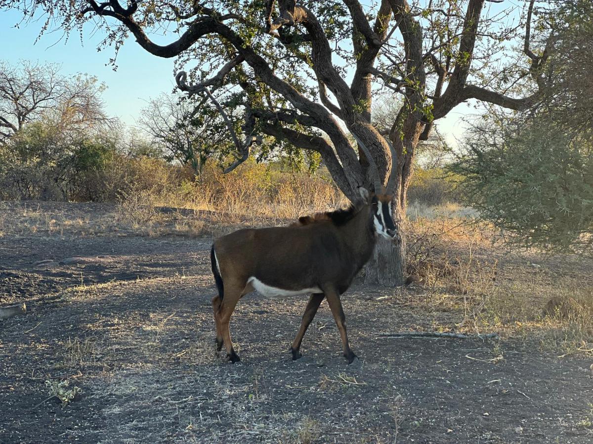 Simba Safaris African Pride Exotic Lodge Lephalale Zewnętrze zdjęcie