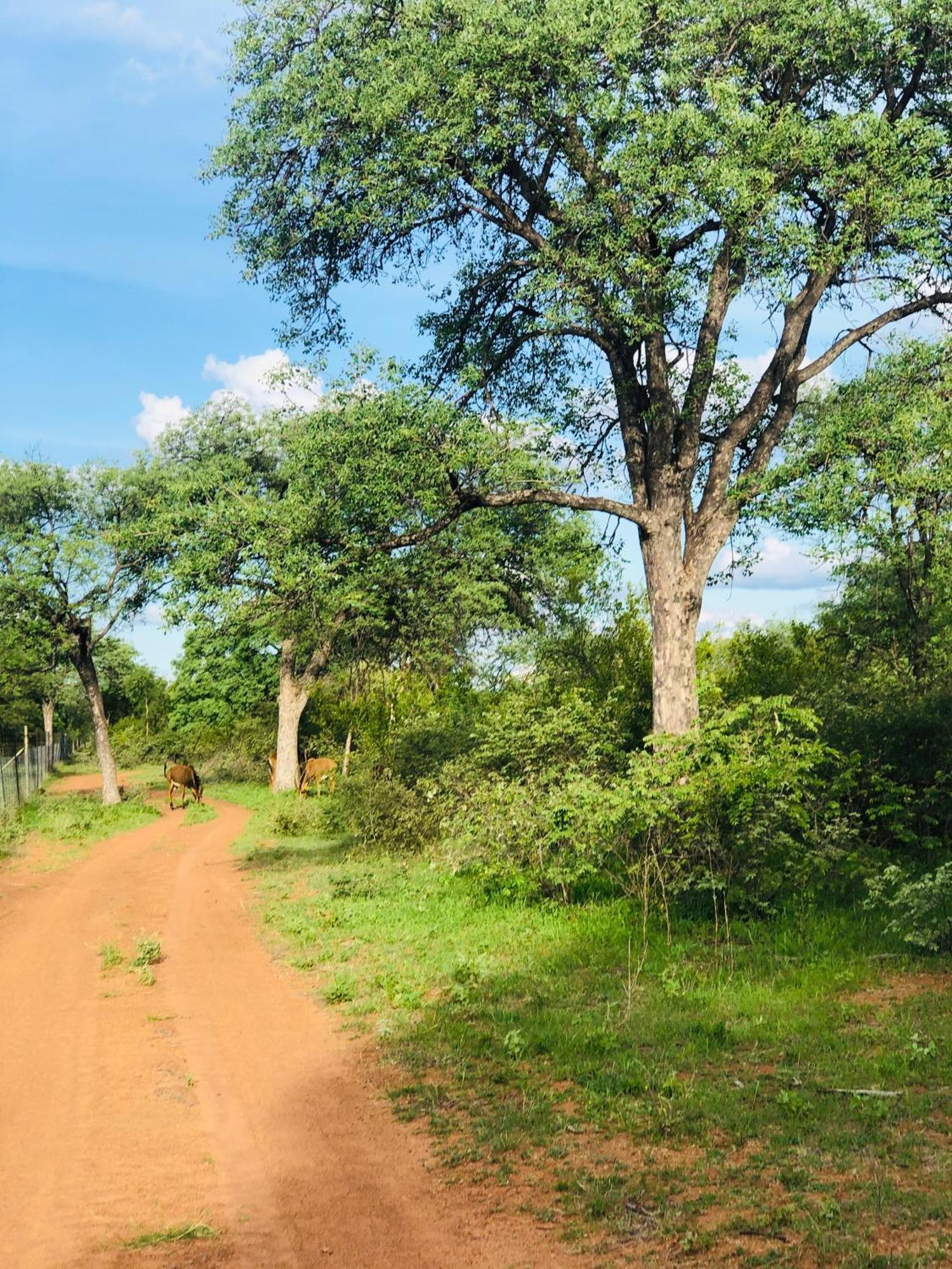 Simba Safaris African Pride Exotic Lodge Lephalale Zewnętrze zdjęcie