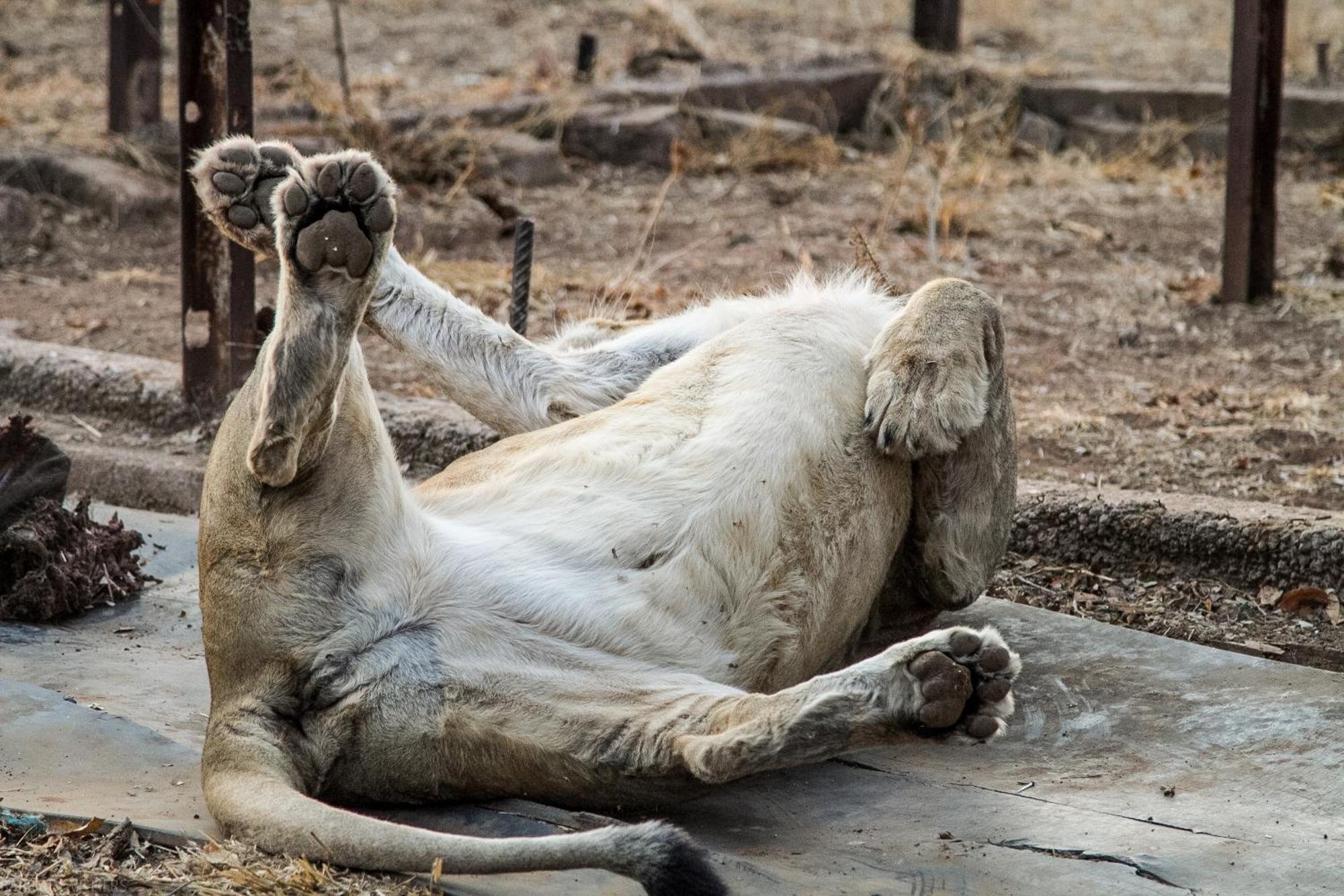 Simba Safaris African Pride Exotic Lodge Lephalale Zewnętrze zdjęcie