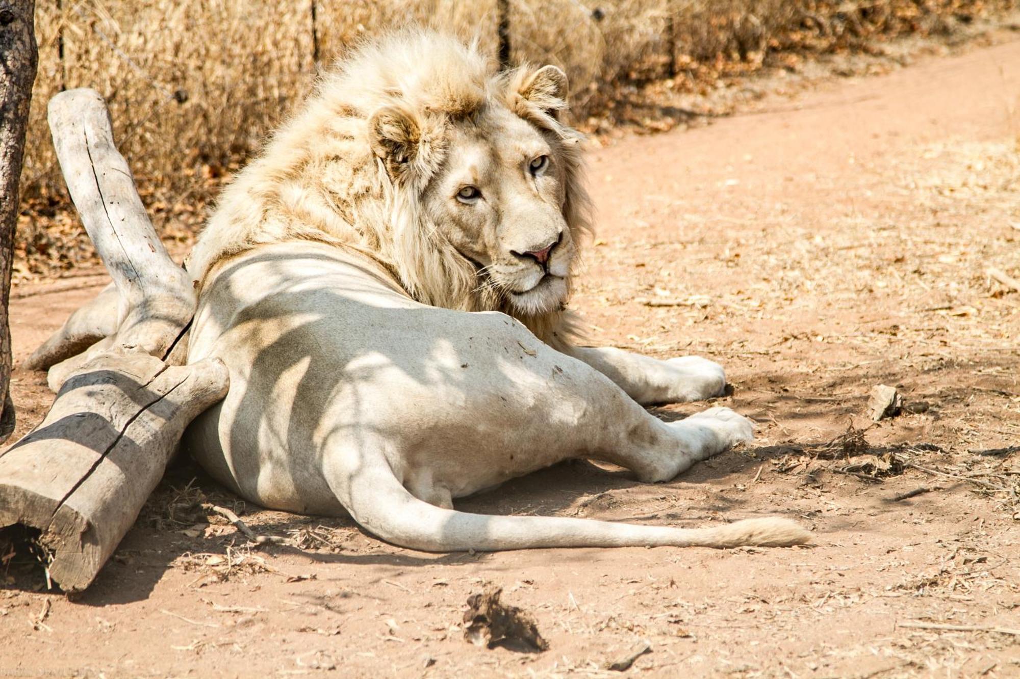 Simba Safaris African Pride Exotic Lodge Lephalale Zewnętrze zdjęcie