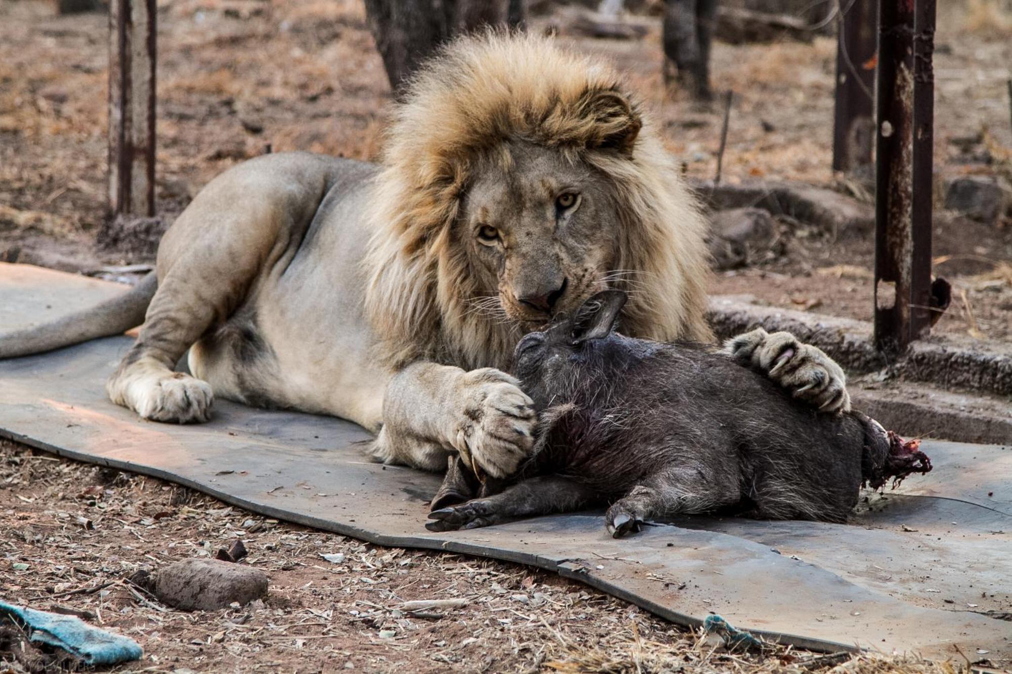 Simba Safaris African Pride Exotic Lodge Lephalale Zewnętrze zdjęcie