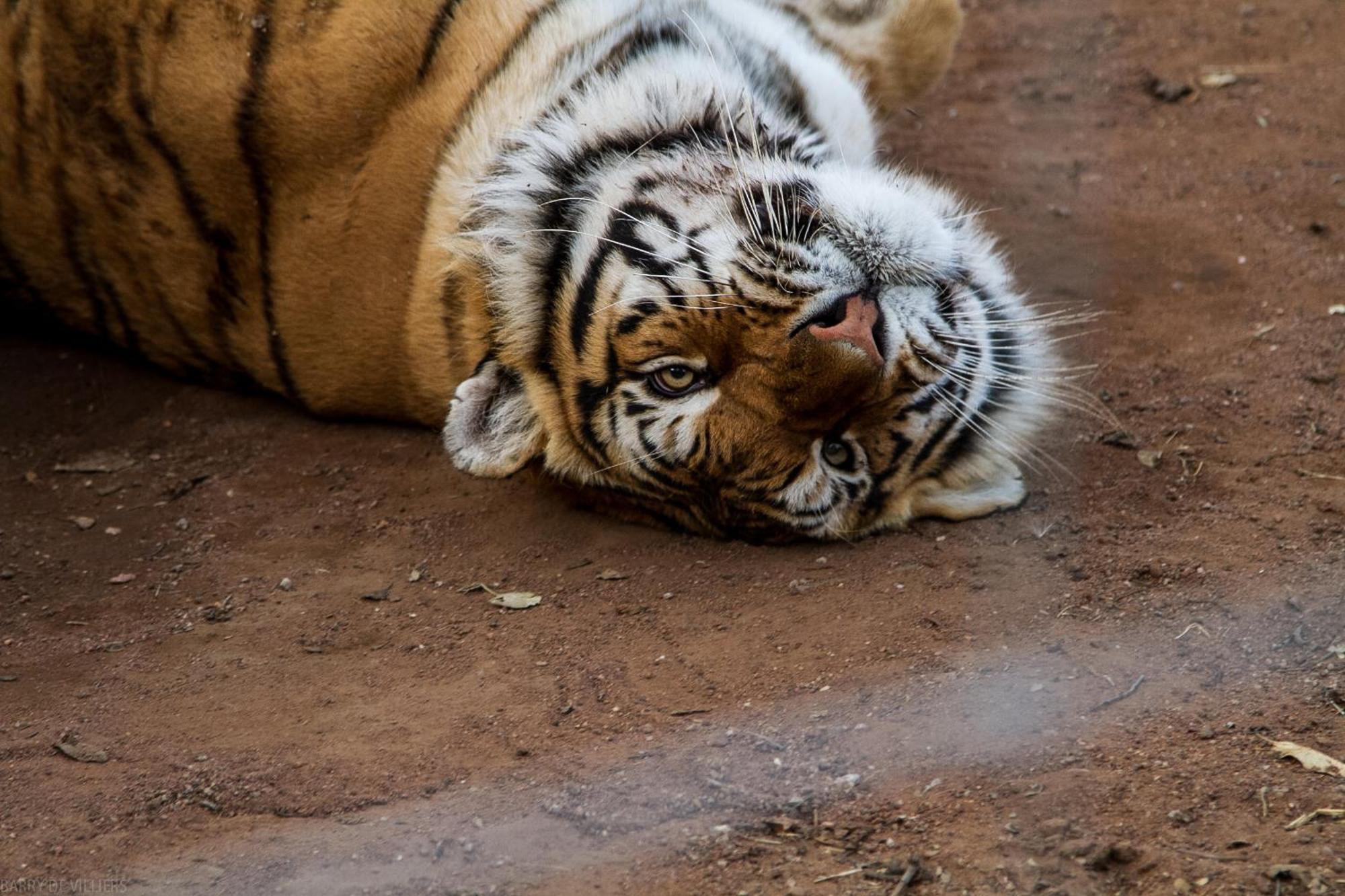 Simba Safaris African Pride Exotic Lodge Lephalale Zewnętrze zdjęcie