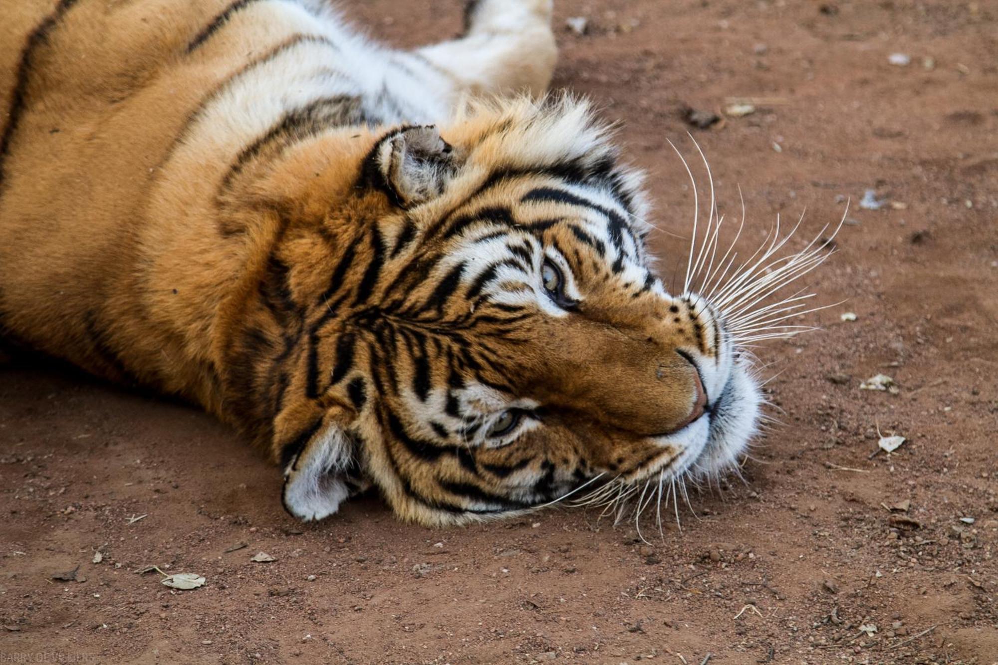 Simba Safaris African Pride Exotic Lodge Lephalale Zewnętrze zdjęcie