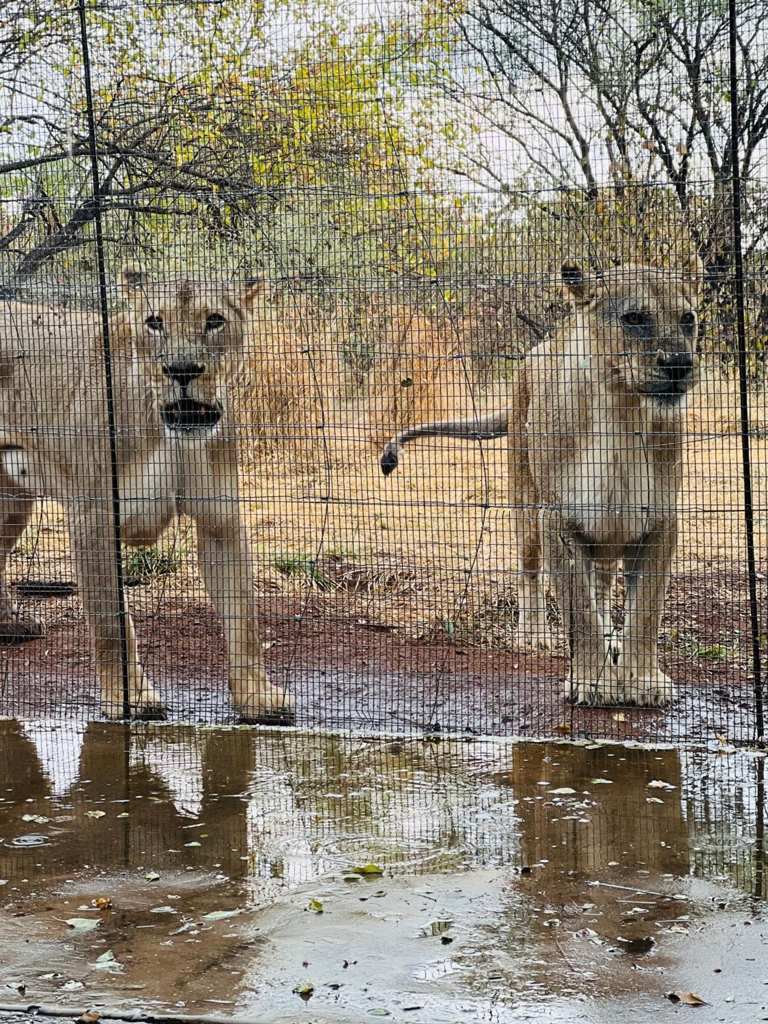 Simba Safaris African Pride Exotic Lodge Lephalale Zewnętrze zdjęcie