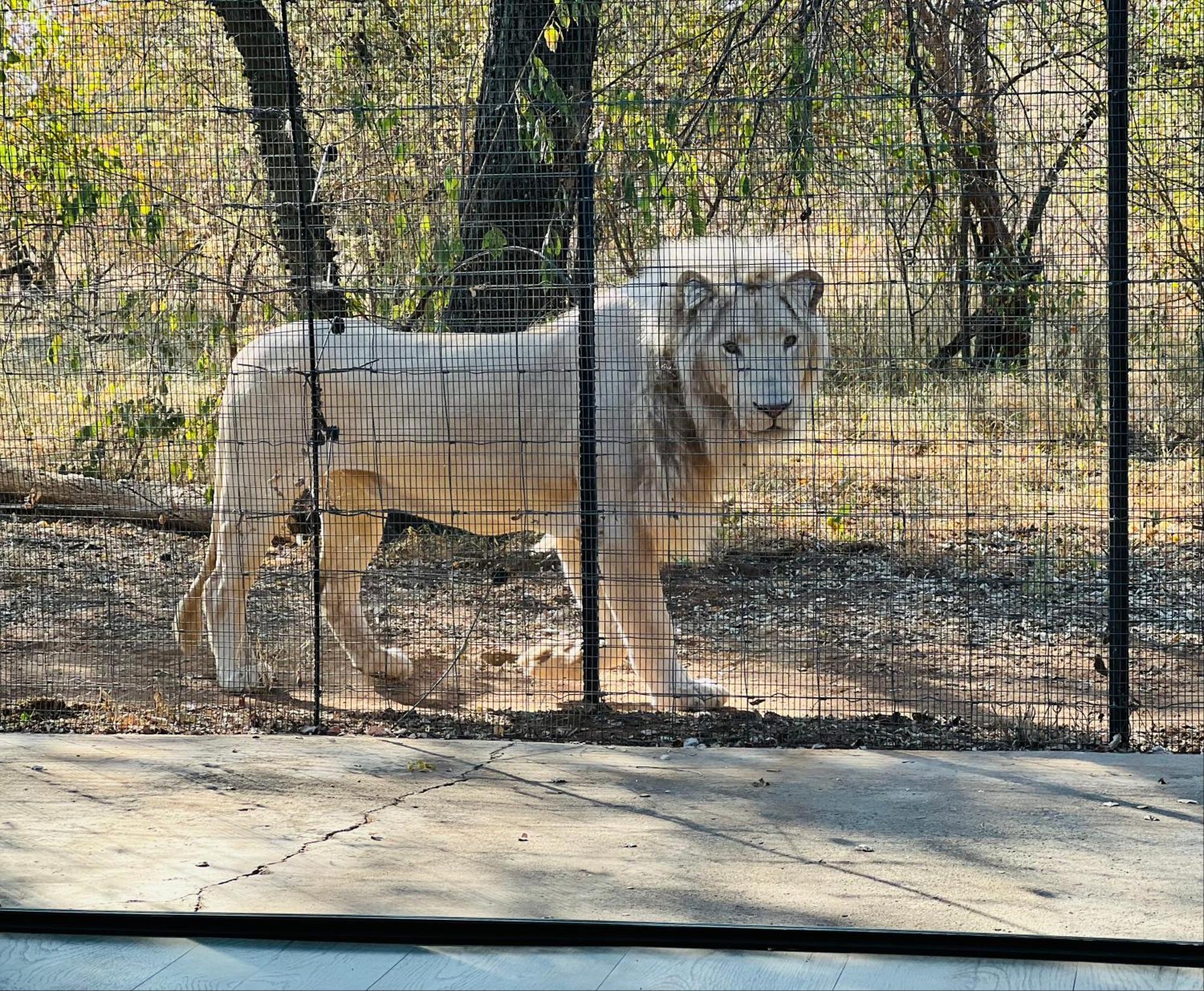 Simba Safaris African Pride Exotic Lodge Lephalale Zewnętrze zdjęcie