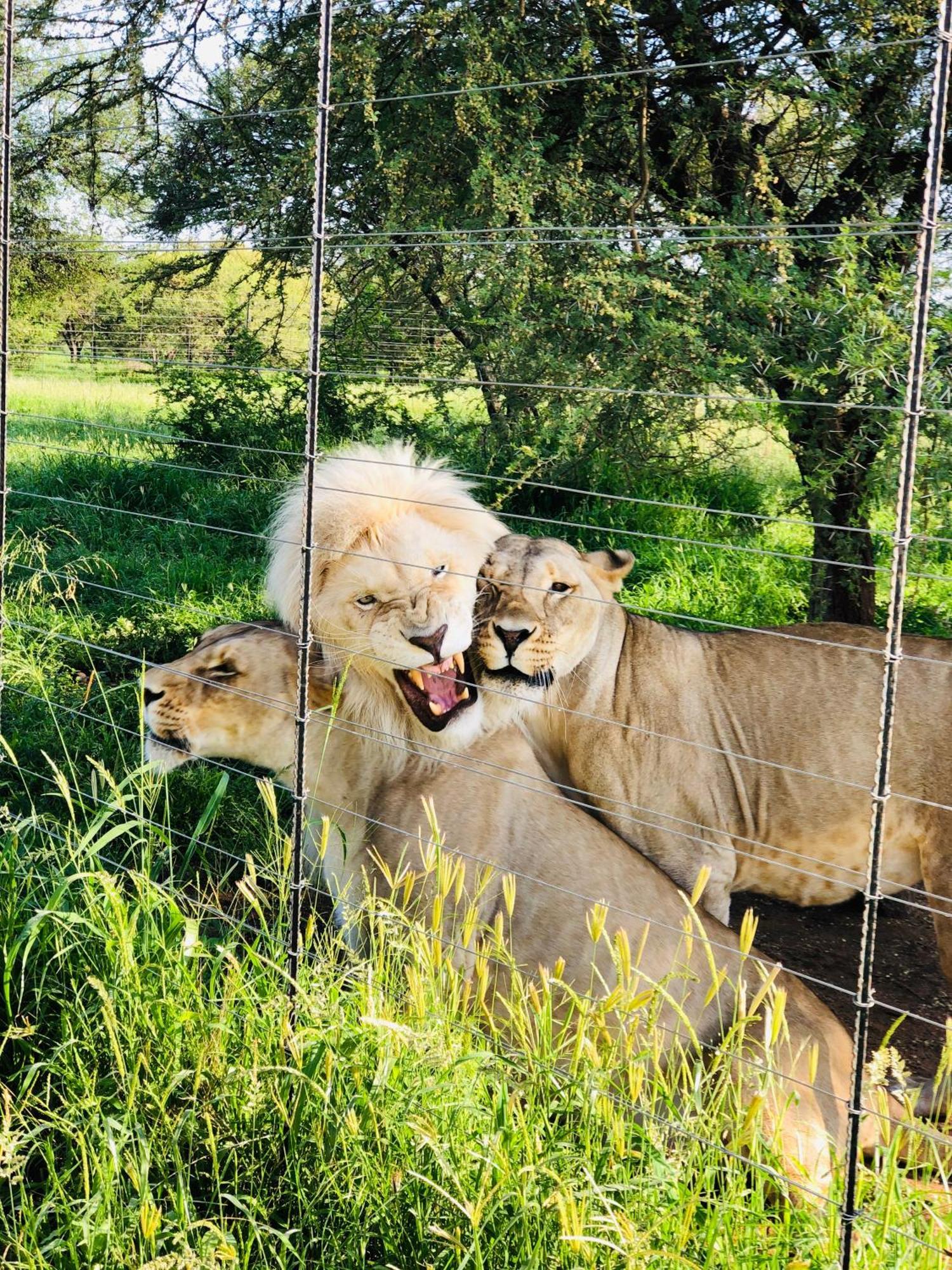 Simba Safaris African Pride Exotic Lodge Lephalale Zewnętrze zdjęcie