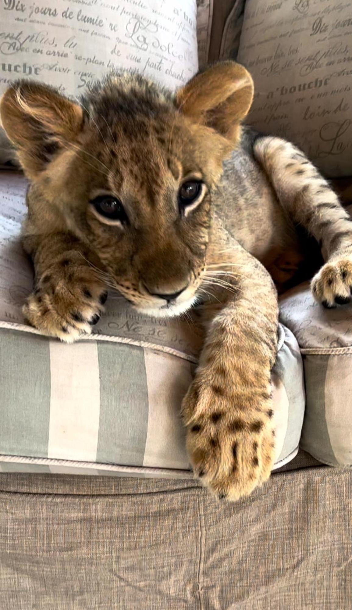 Simba Safaris African Pride Exotic Lodge Lephalale Zewnętrze zdjęcie
