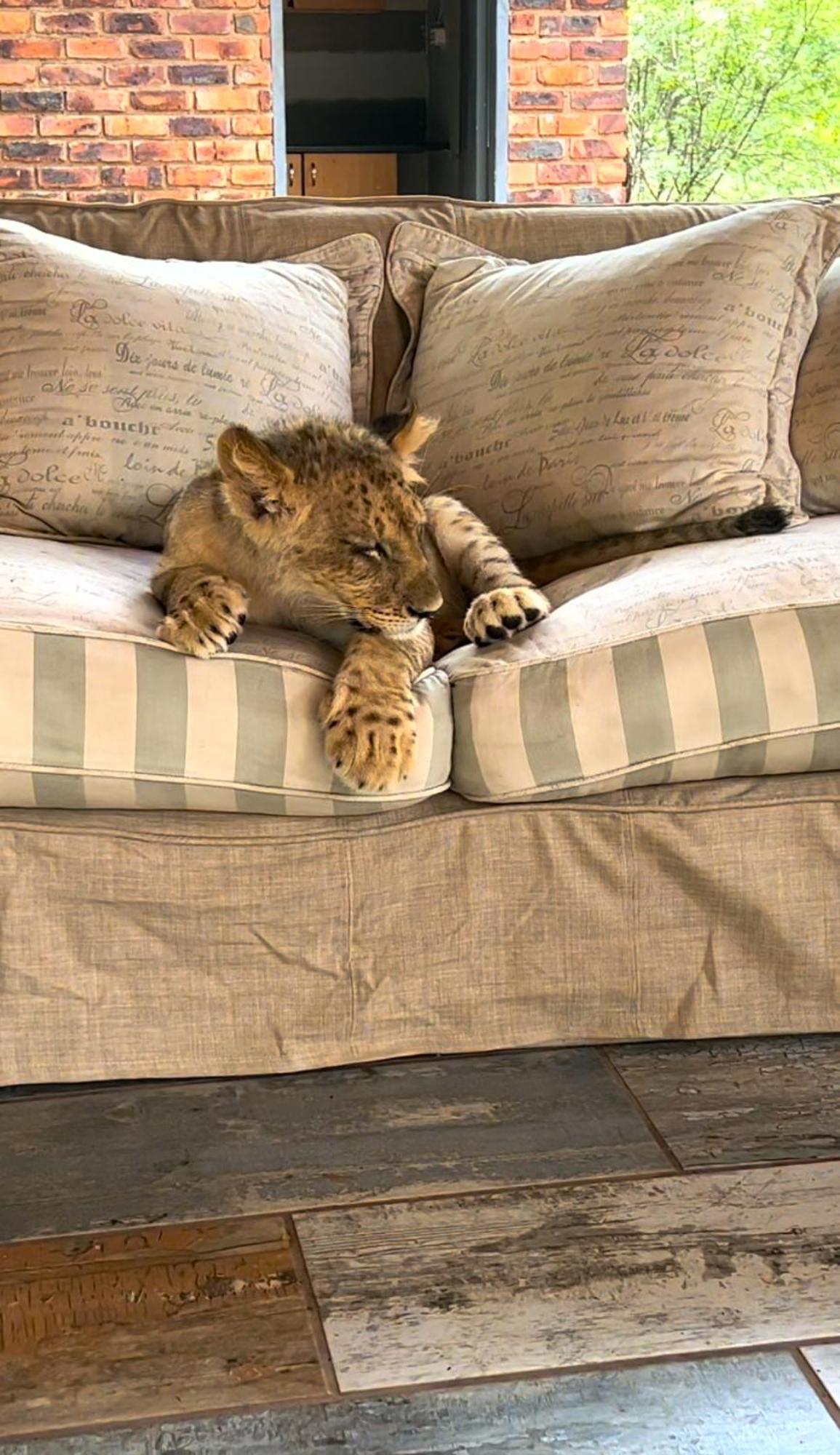 Simba Safaris African Pride Exotic Lodge Lephalale Zewnętrze zdjęcie