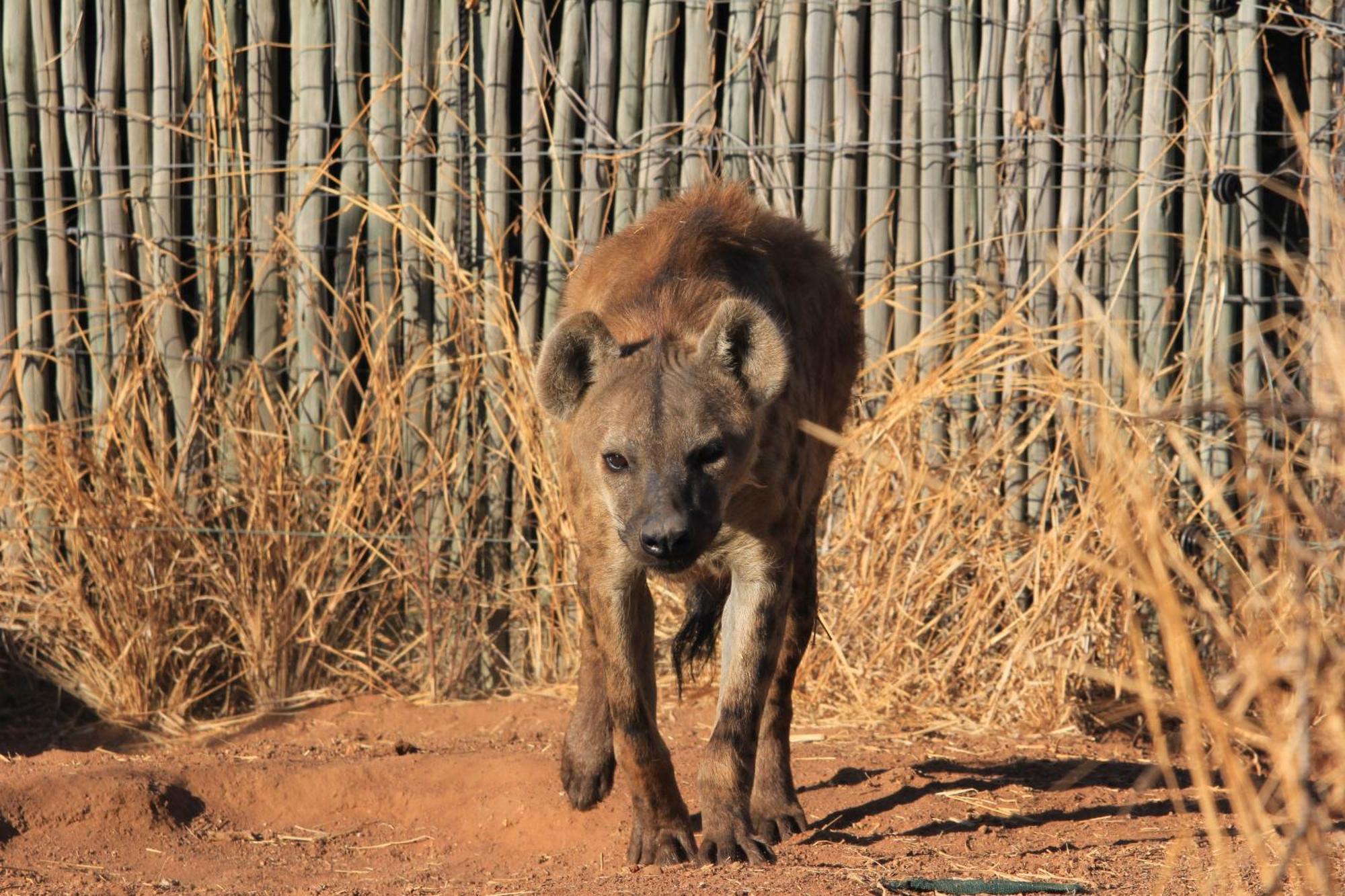 Simba Safaris African Pride Exotic Lodge Lephalale Zewnętrze zdjęcie