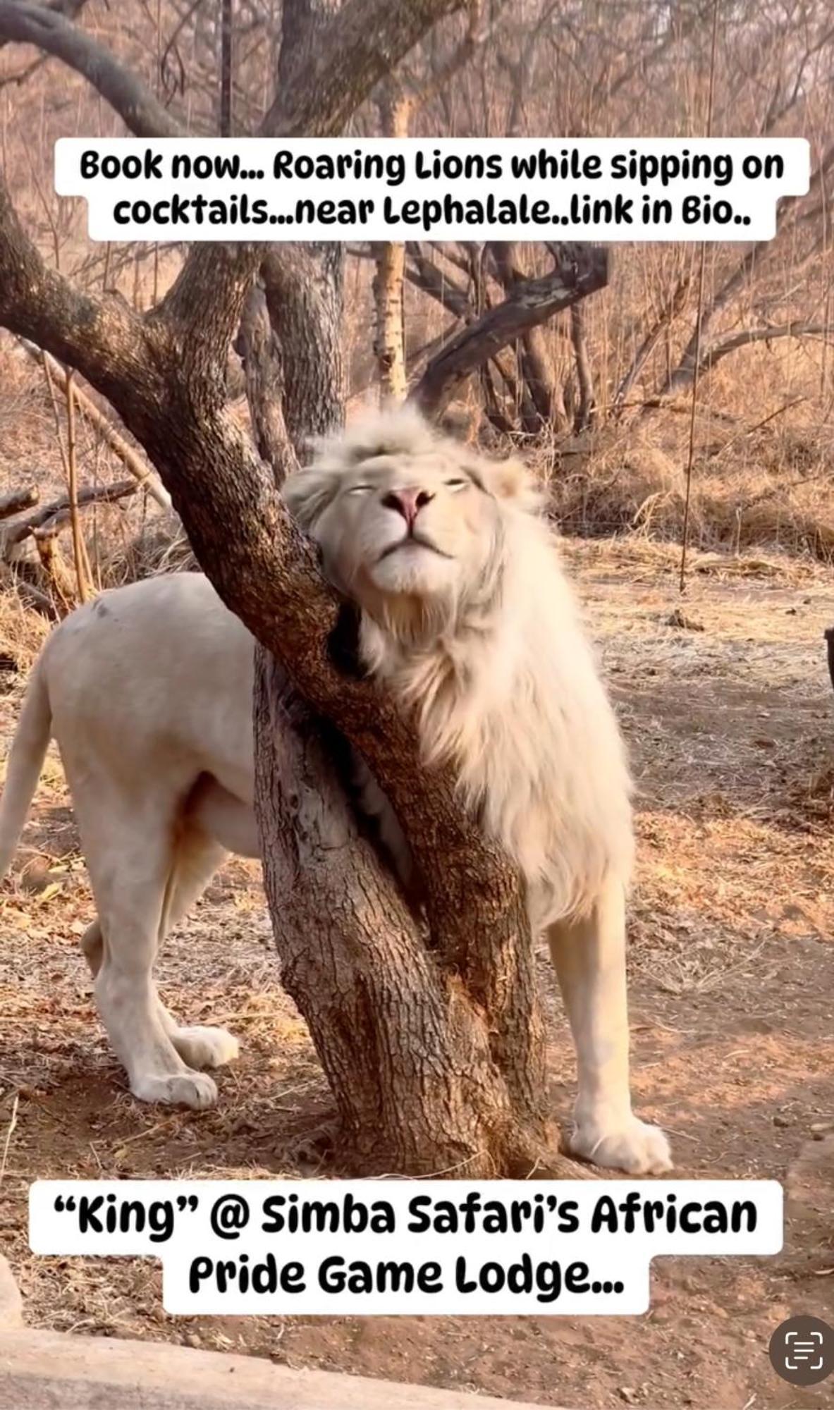 Simba Safaris African Pride Exotic Lodge Lephalale Zewnętrze zdjęcie