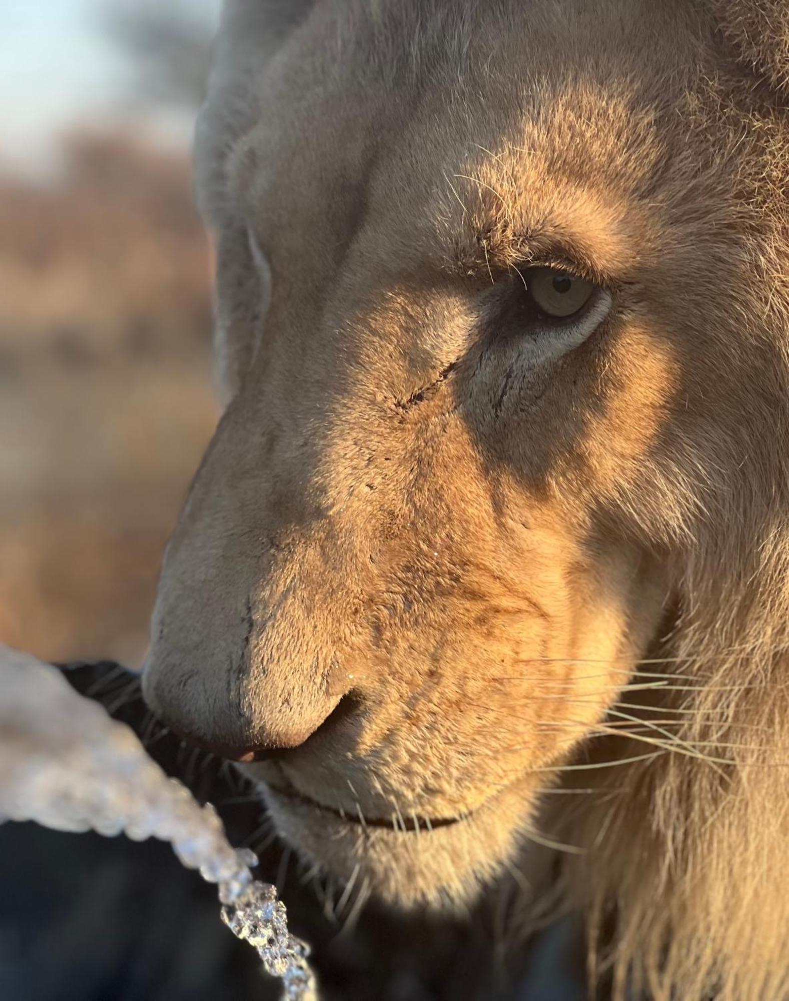 Simba Safaris African Pride Exotic Lodge Lephalale Zewnętrze zdjęcie