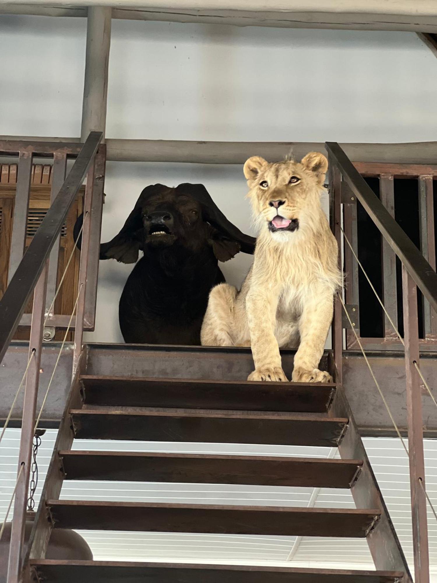 Simba Safaris African Pride Exotic Lodge Lephalale Zewnętrze zdjęcie