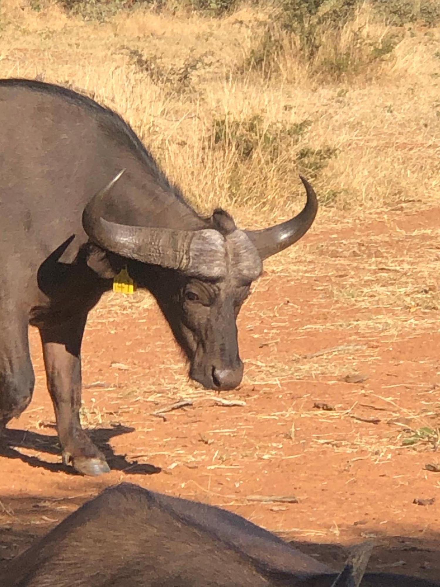 Simba Safaris African Pride Exotic Lodge Lephalale Zewnętrze zdjęcie