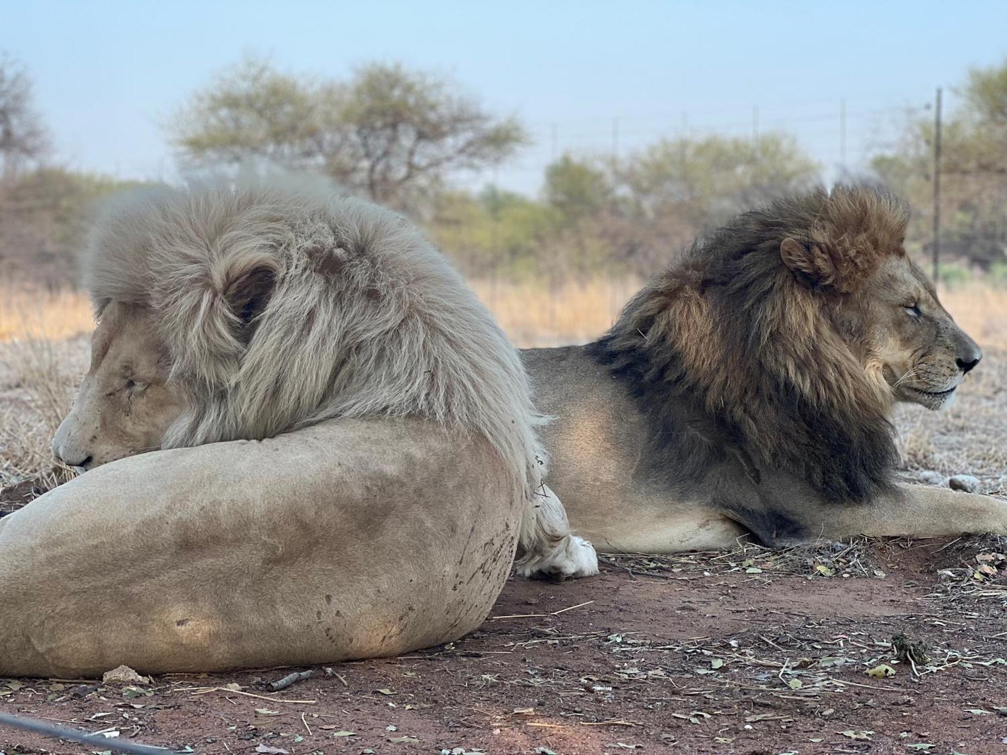 Simba Safaris African Pride Exotic Lodge Lephalale Zewnętrze zdjęcie
