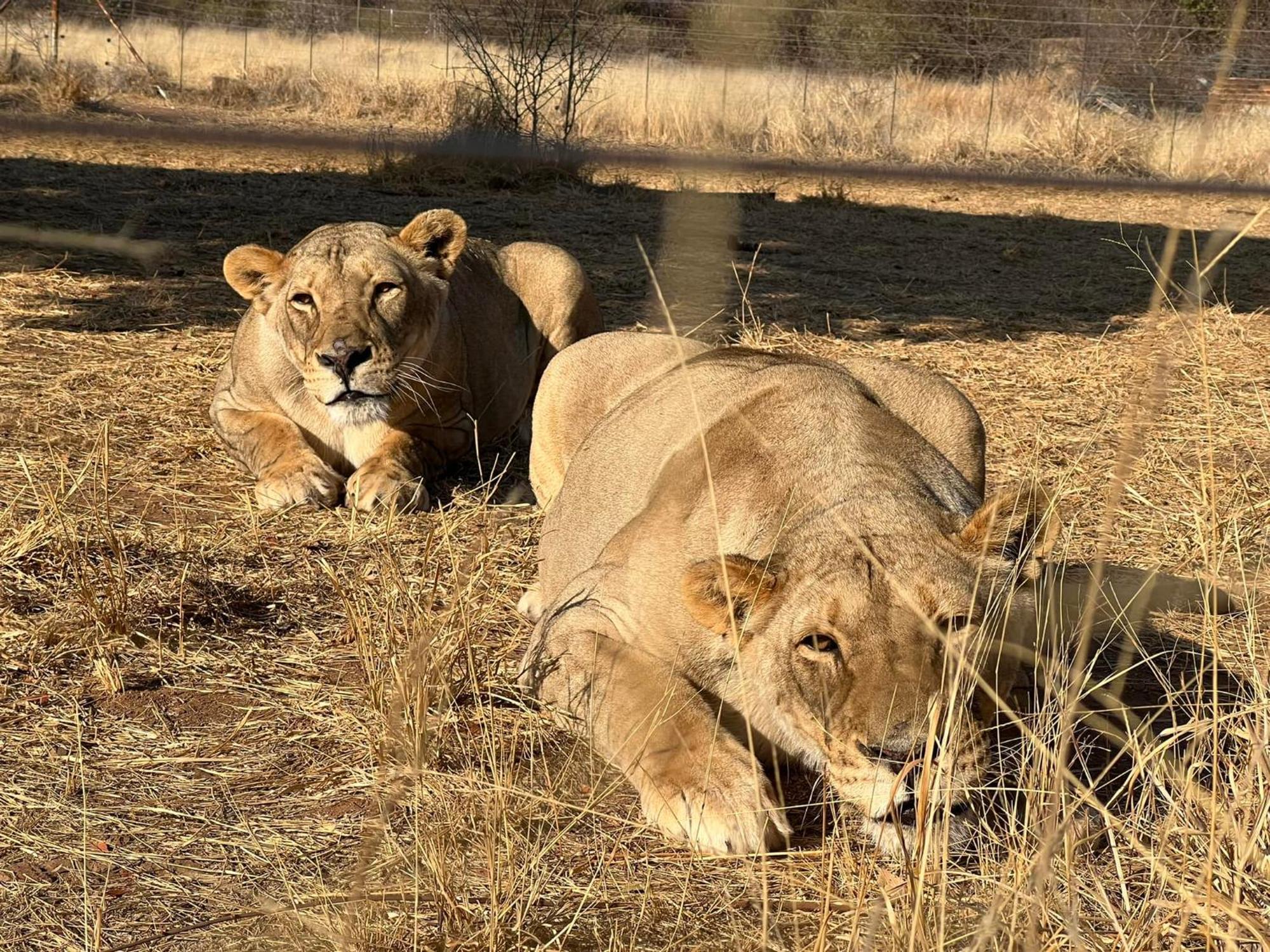 Simba Safaris African Pride Exotic Lodge Lephalale Zewnętrze zdjęcie
